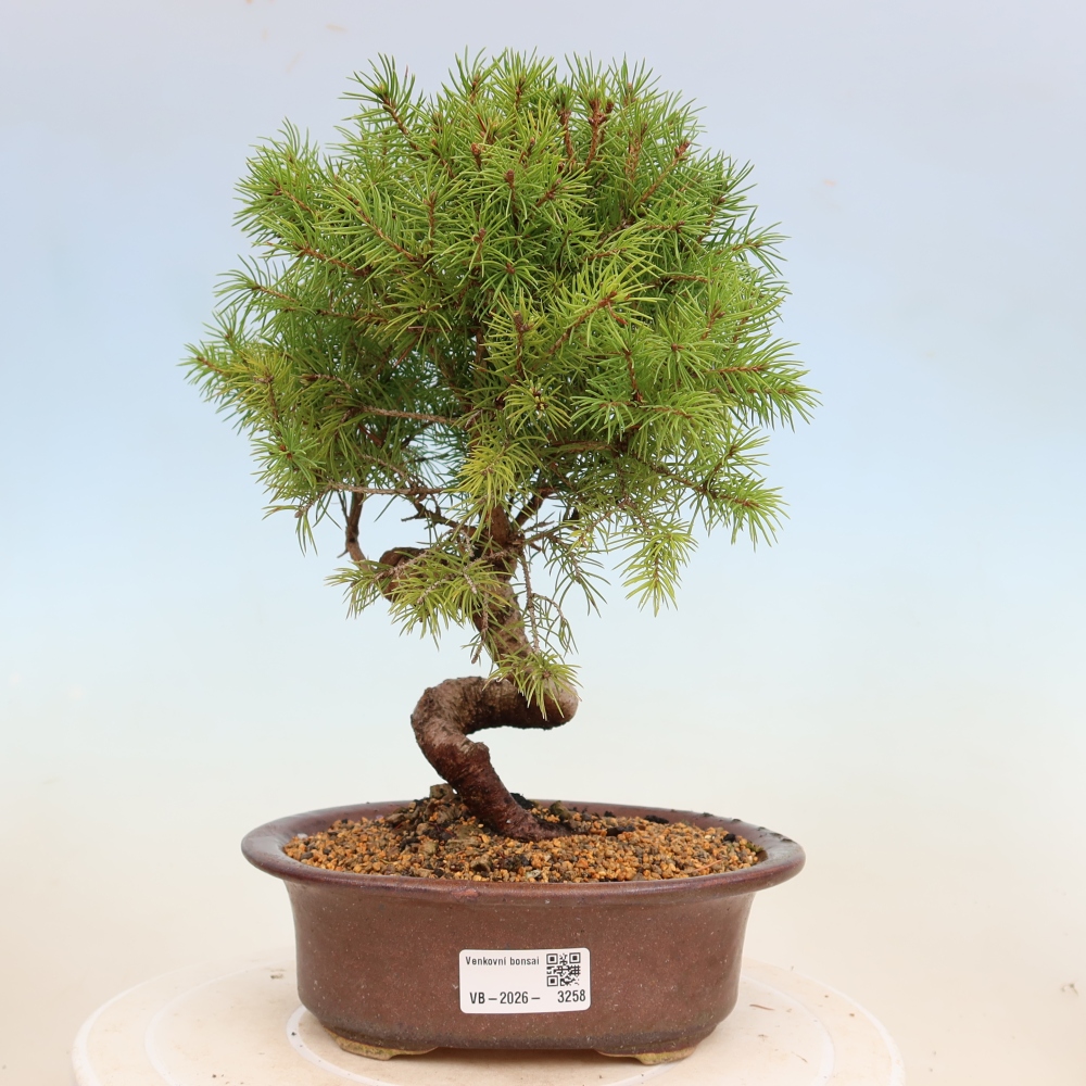 Kültéri bonsai - lucfenyő - Picea glauca globe