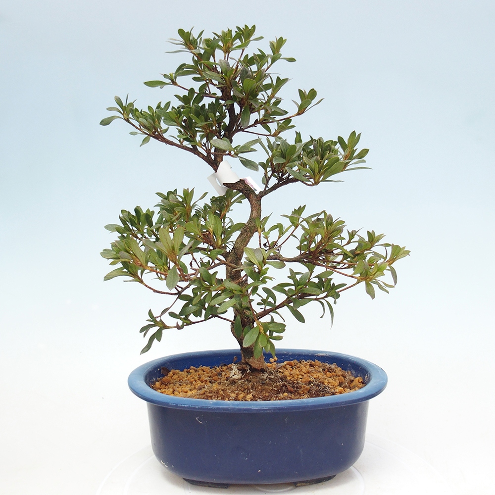 Kültéri bonsai - Japán azálea - Azalea Reiko