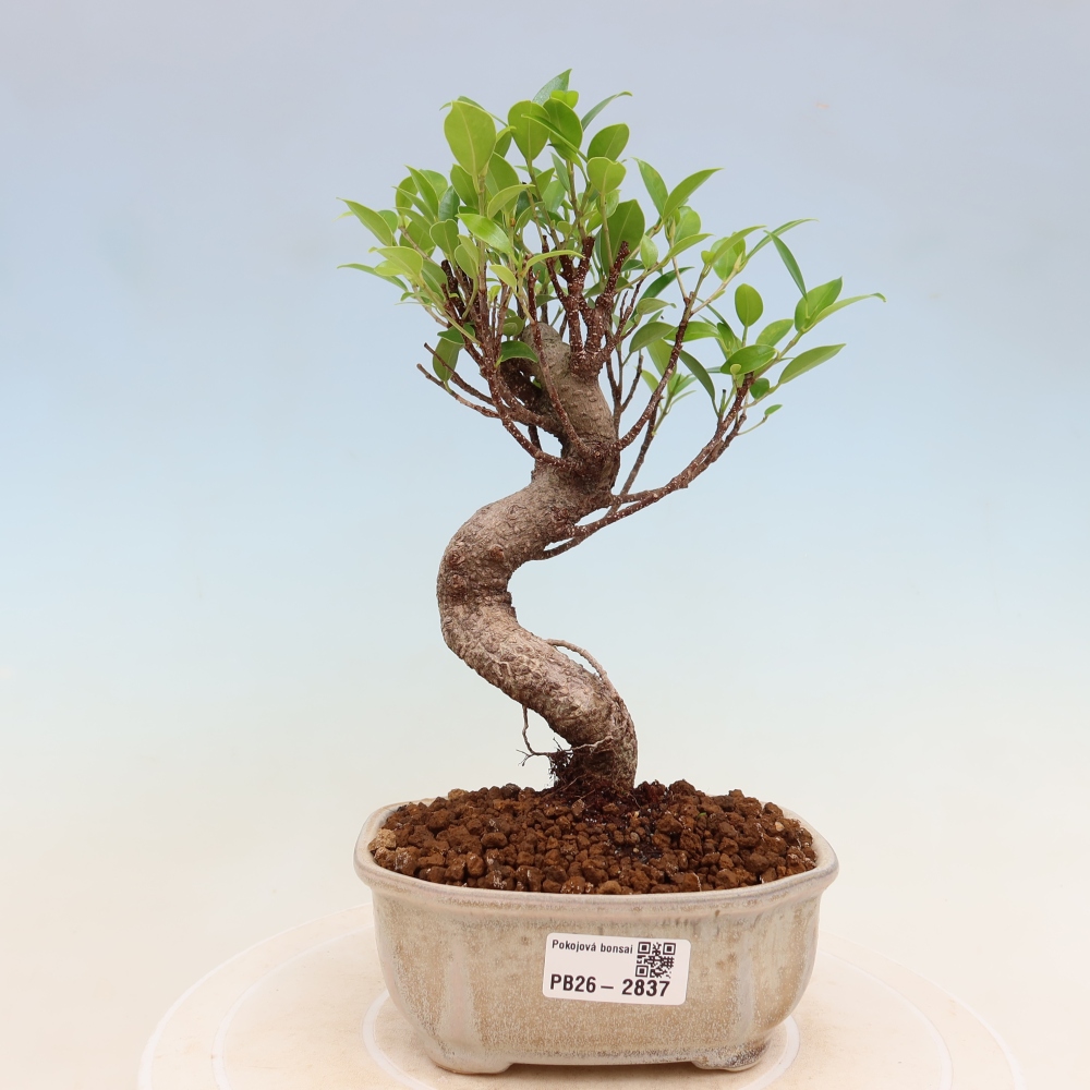 Szobai bonsai - Ficus kimmen - kislevelű fikusz