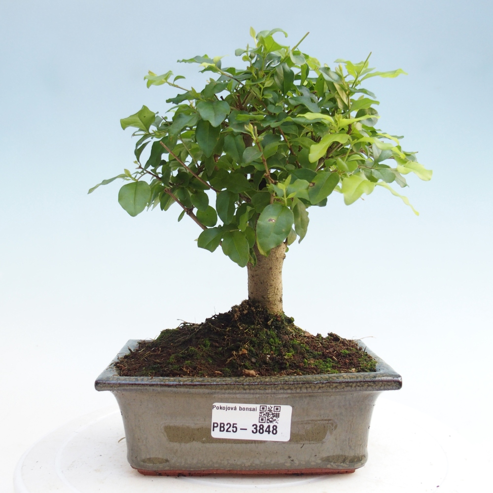 Szobai bonsai -Ligustrum chinensis - Madárcsőr
