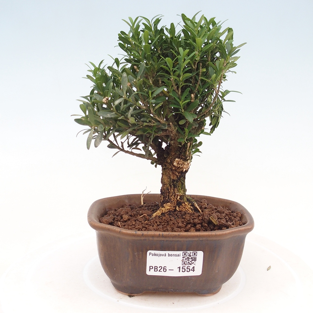 Szobai bonsai - Buxus harlandii - parafa buxus