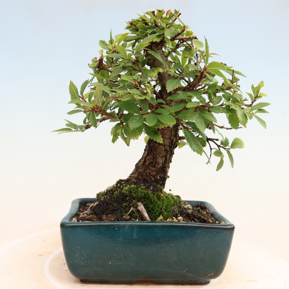 Kültéri bonsai - Zelkova - Zelkova NIRE