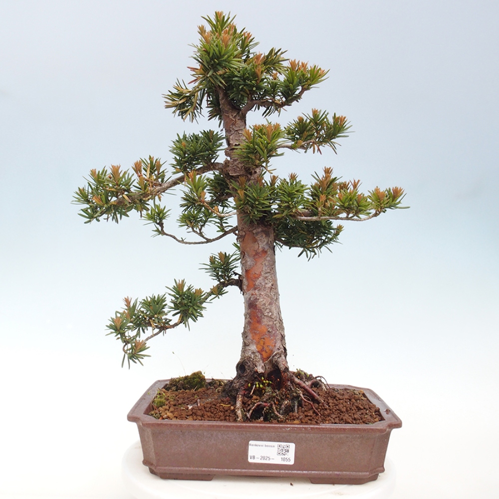 Kültéri bonsai - Taxus cuspidata - japán tiszafa