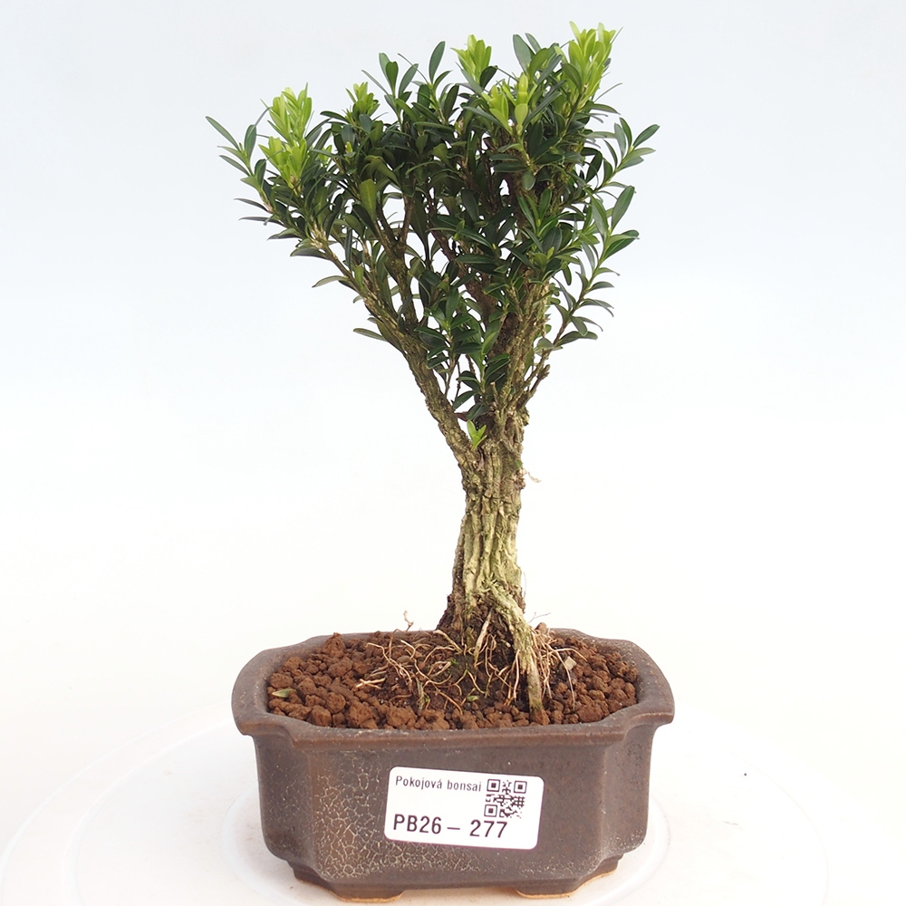 Szobai bonsai - Buxus harlandii - parafa buxus