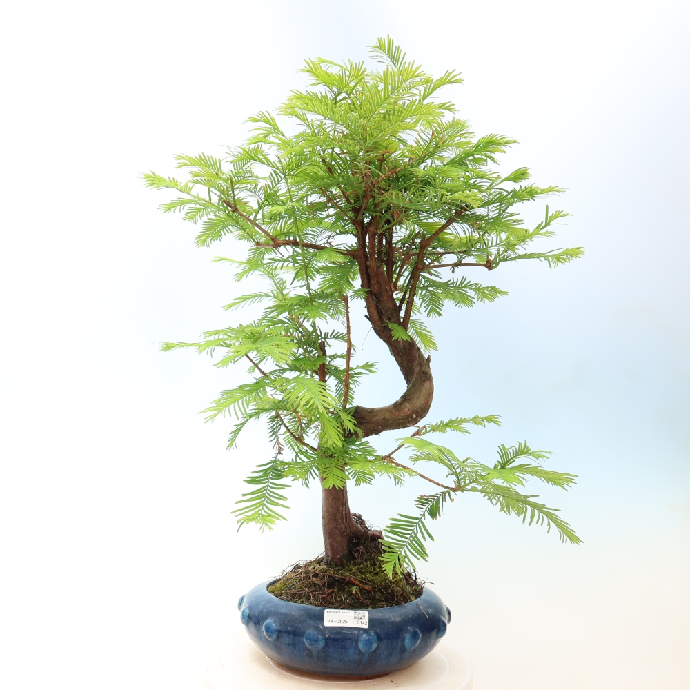 Kültéri bonsai - Metasequoia glyptostroboides - Kínai metasequoia