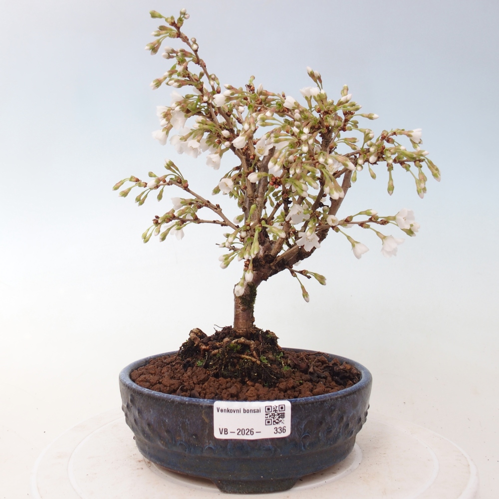 Kültéri bonsai - Prunus incisa Kojou-no mai-Plivon kivágva