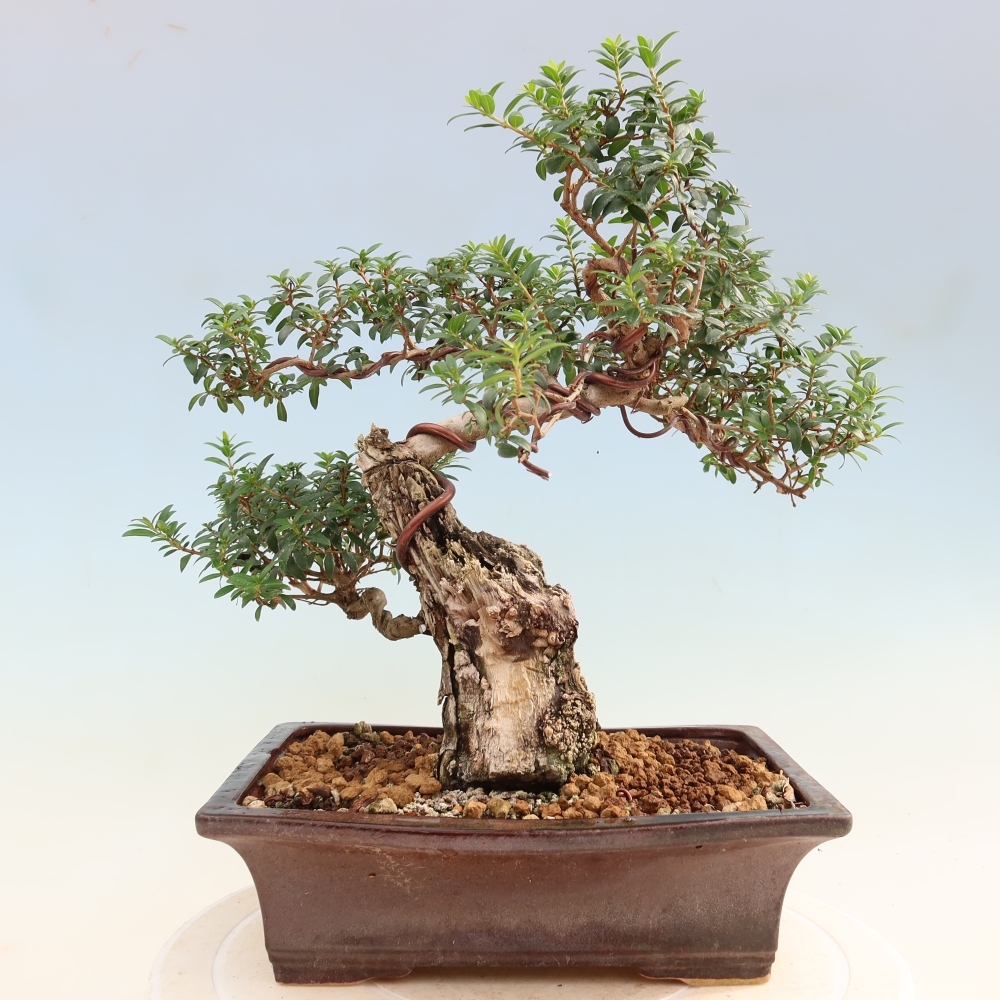 Szobai bonsai - Myrtus communis - Mirtus communis - Mirtusz