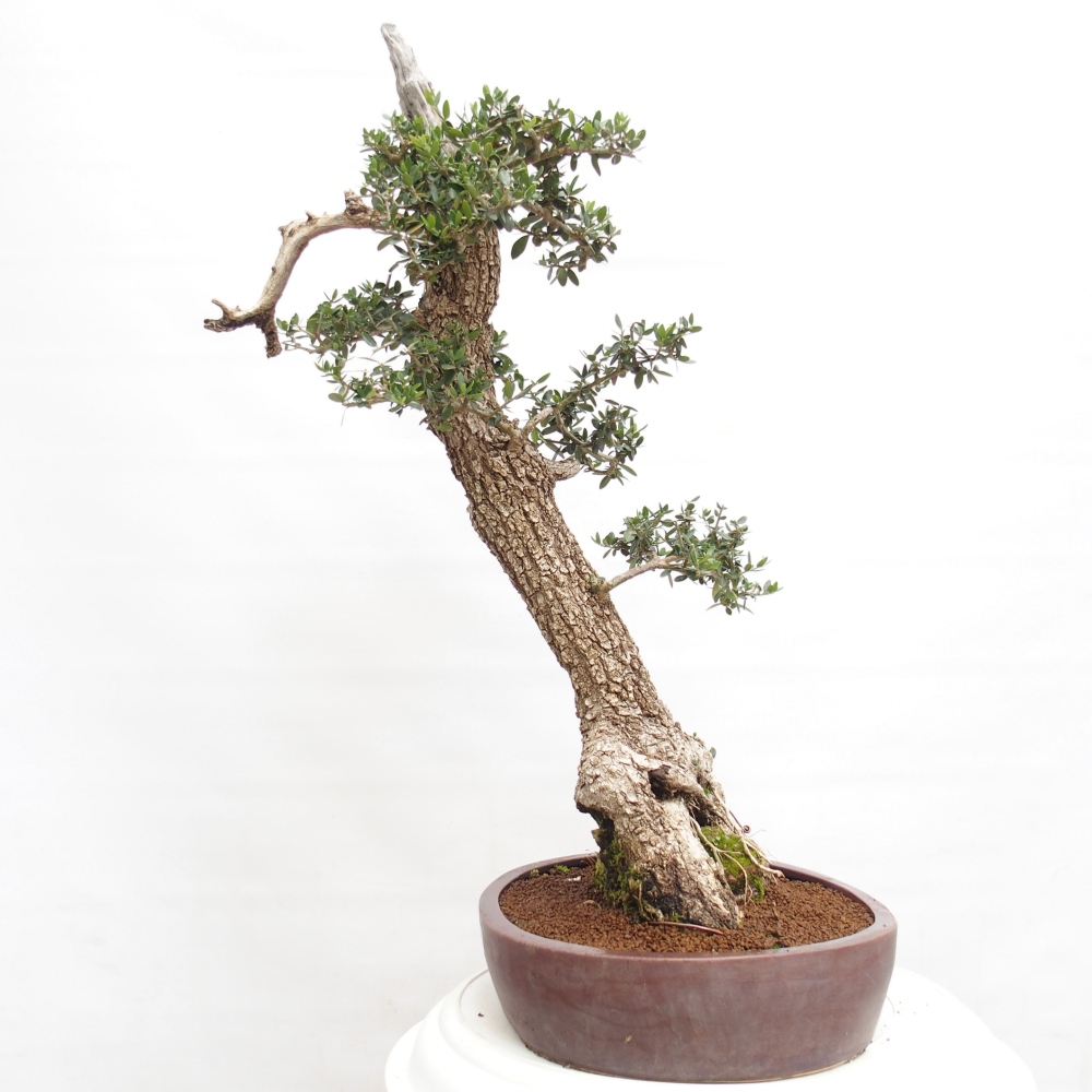 Beltéri bonsai - Olea europaea sylvestris