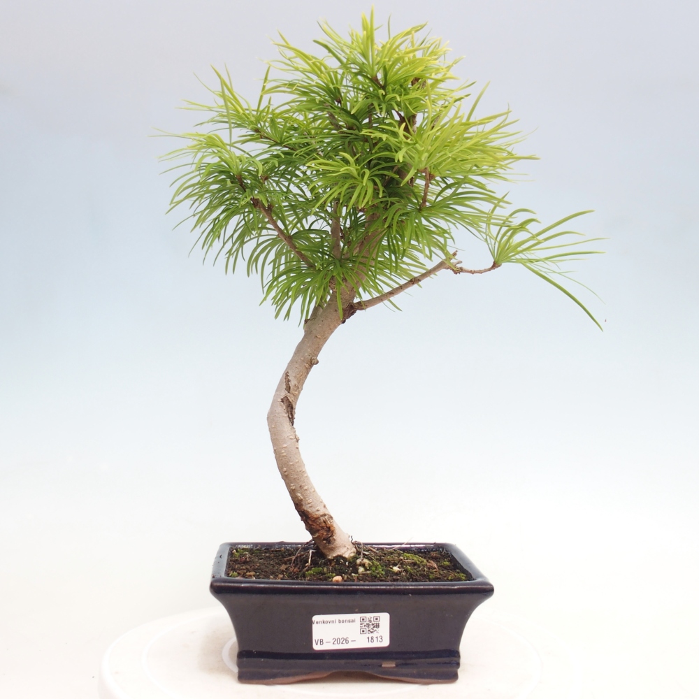 Kültéri bonsai -Pseudolarix amabis-Pseudolarix amabis-Pseudolarix amabis