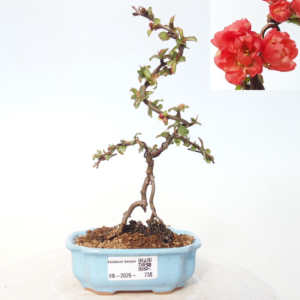 Kültéri bonsai - Chaneomeles s. Red Joy - birs