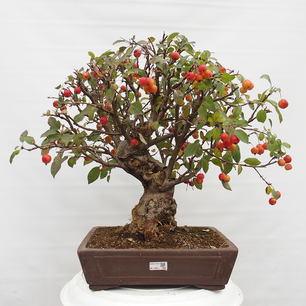 Kültéri bonsai -Malus halliana - Kis gyümölcsű almafa