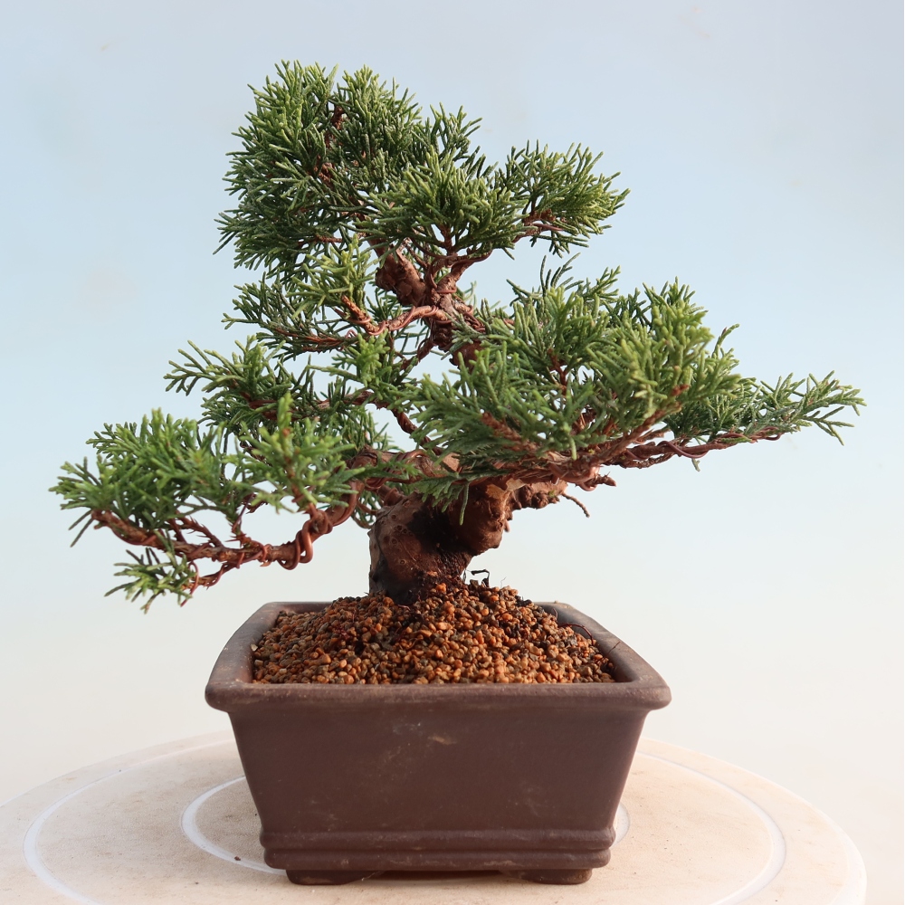 Kültéri bonsai - Juniperus chinensis Itoigawa