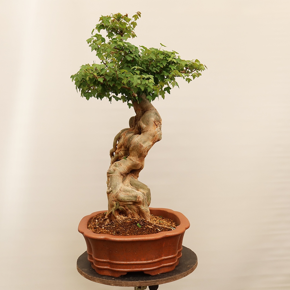 Kültéri bonsai - Juhar Burger - Acer Burgerianum