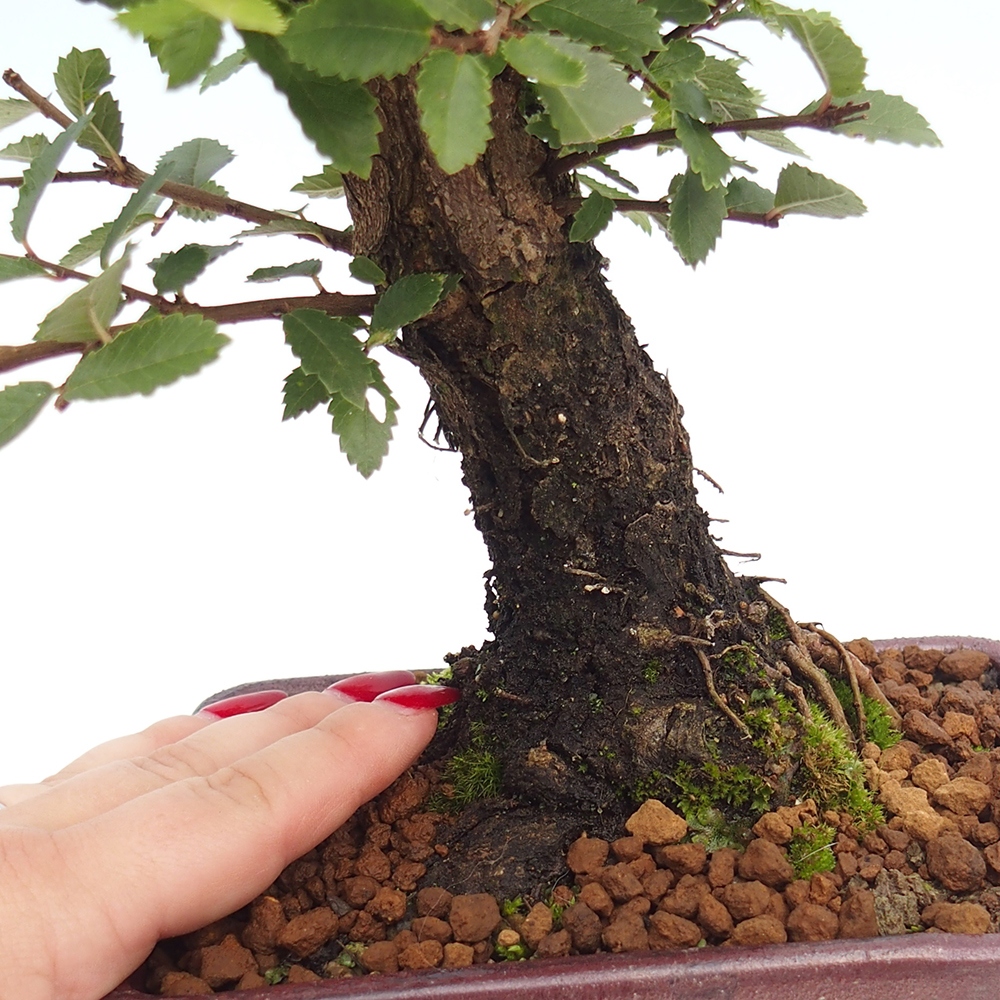 Kültéri bonsai - Zelkova - Zelkova NIRE