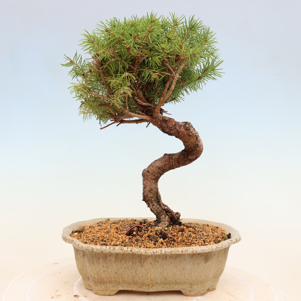 Kültéri bonsai - lucfenyő - Picea glauca globe