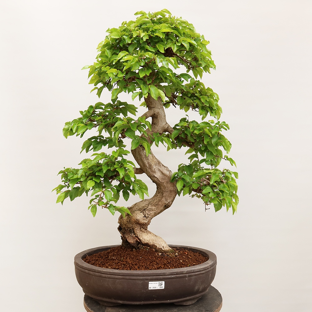 Kültéri bonsai -Carpinus Coreana - Koreai gyertyánfa