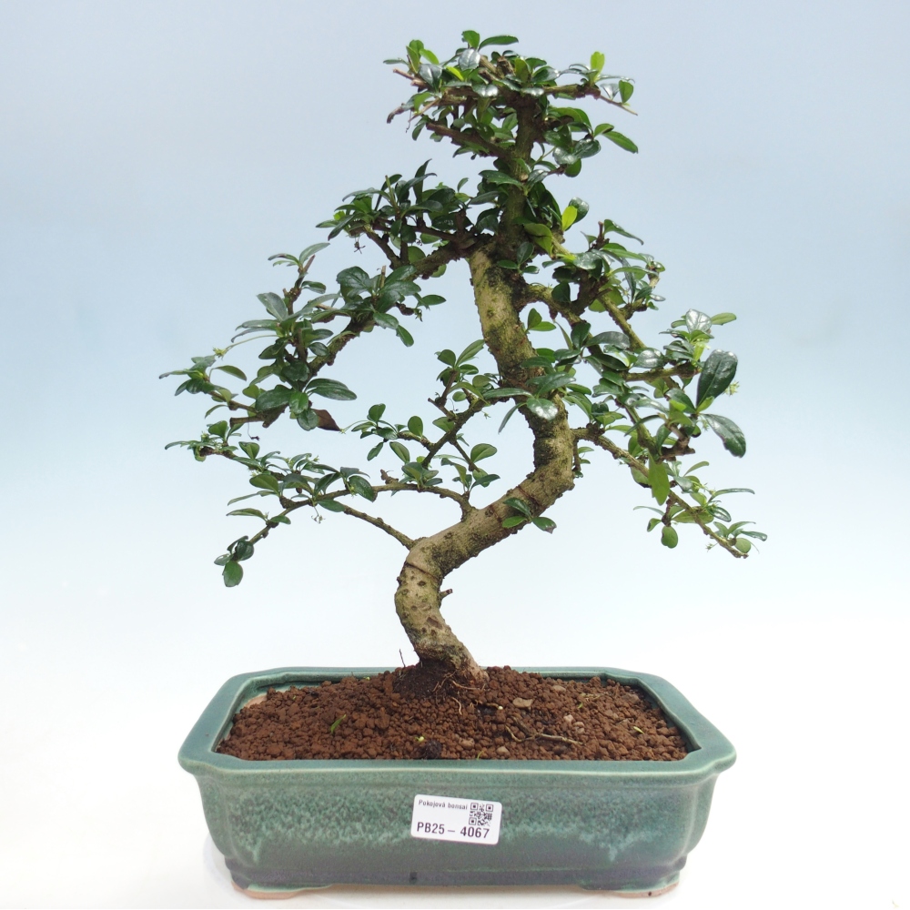 Szobai bonsai - Carmona macrophylla - Tea fuki