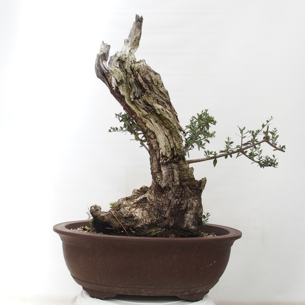 Beltéri bonsai - Olea europaea sylvestris