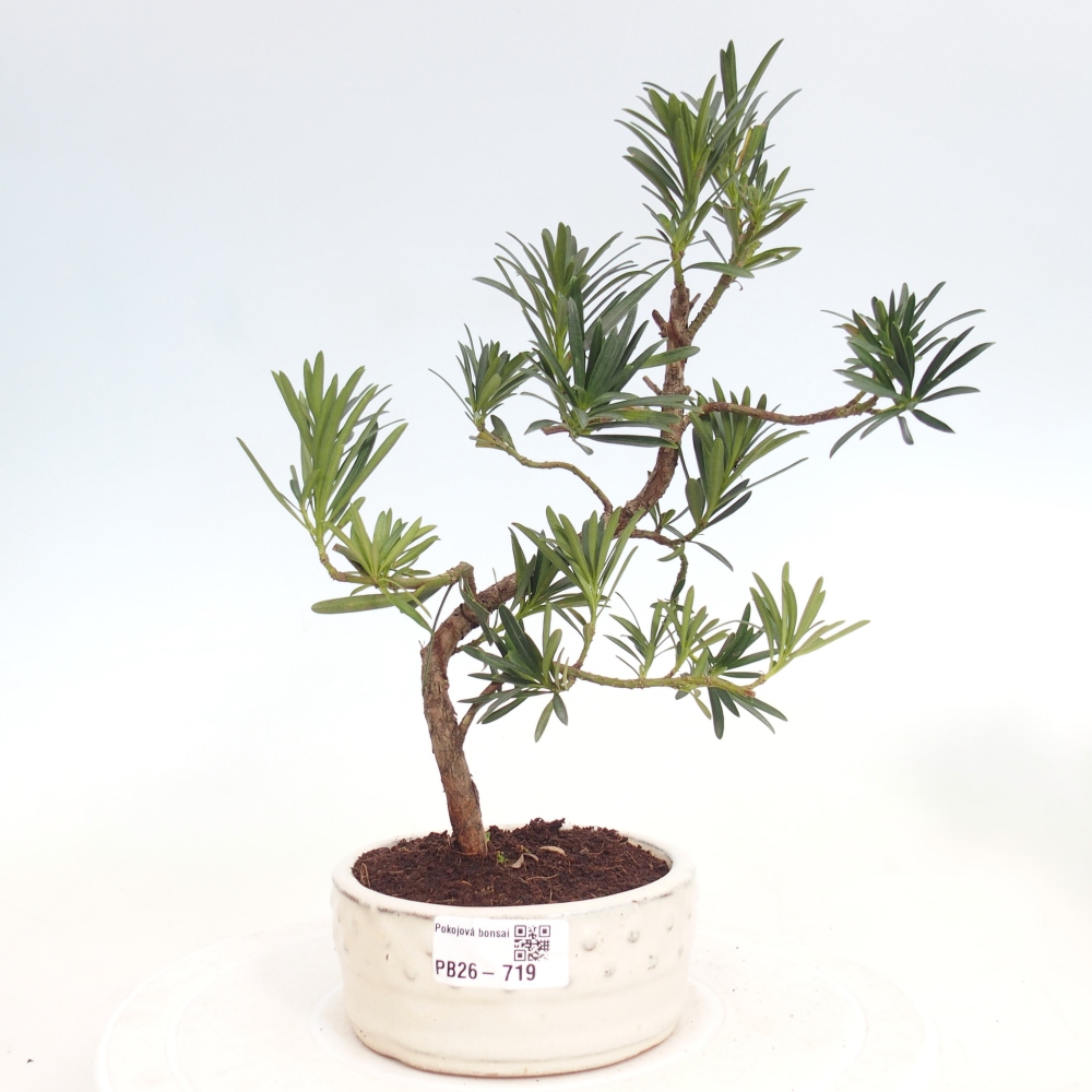 Szobai bonsai - Podocarpus - Kőtiszafa