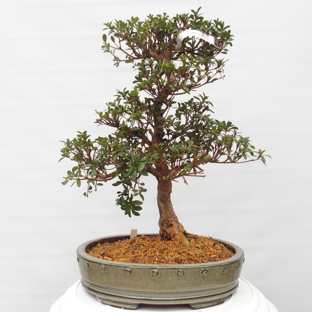 Kültéri bonsai - Japán azálea - Azalea Hanatsuzuri