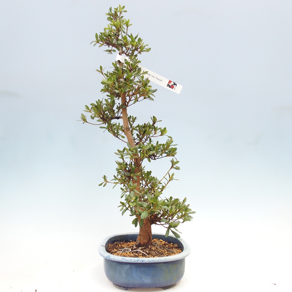 Kültéri bonsai - Japán azálea - Azálea Karenai-no-tenshi