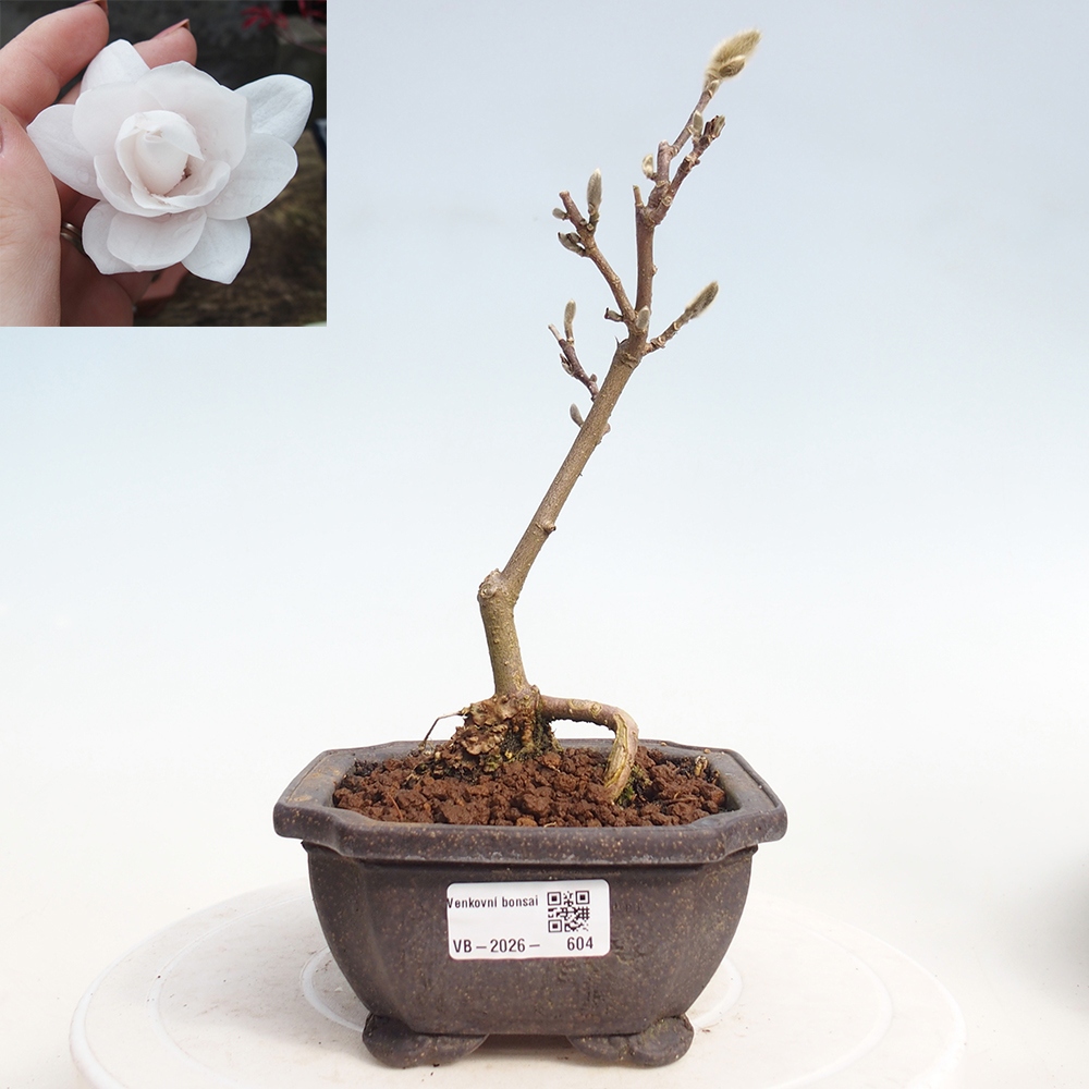 Kültéri bonsai - Magnolia stellata