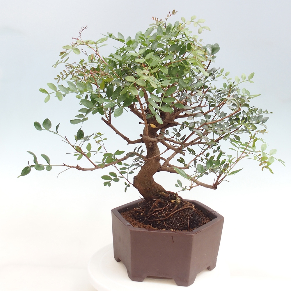 Szoba bonsai - Pisztácia