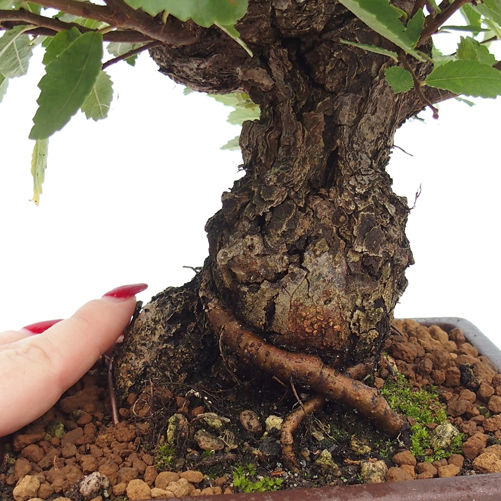 Kültéri bonsai - Zelkova - Zelkova NIRE