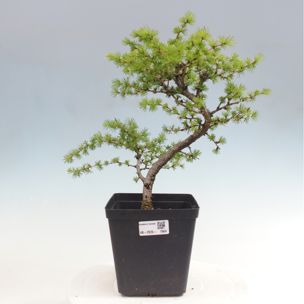 Kültéri bonsai - Larix decidua - vörösfenyő