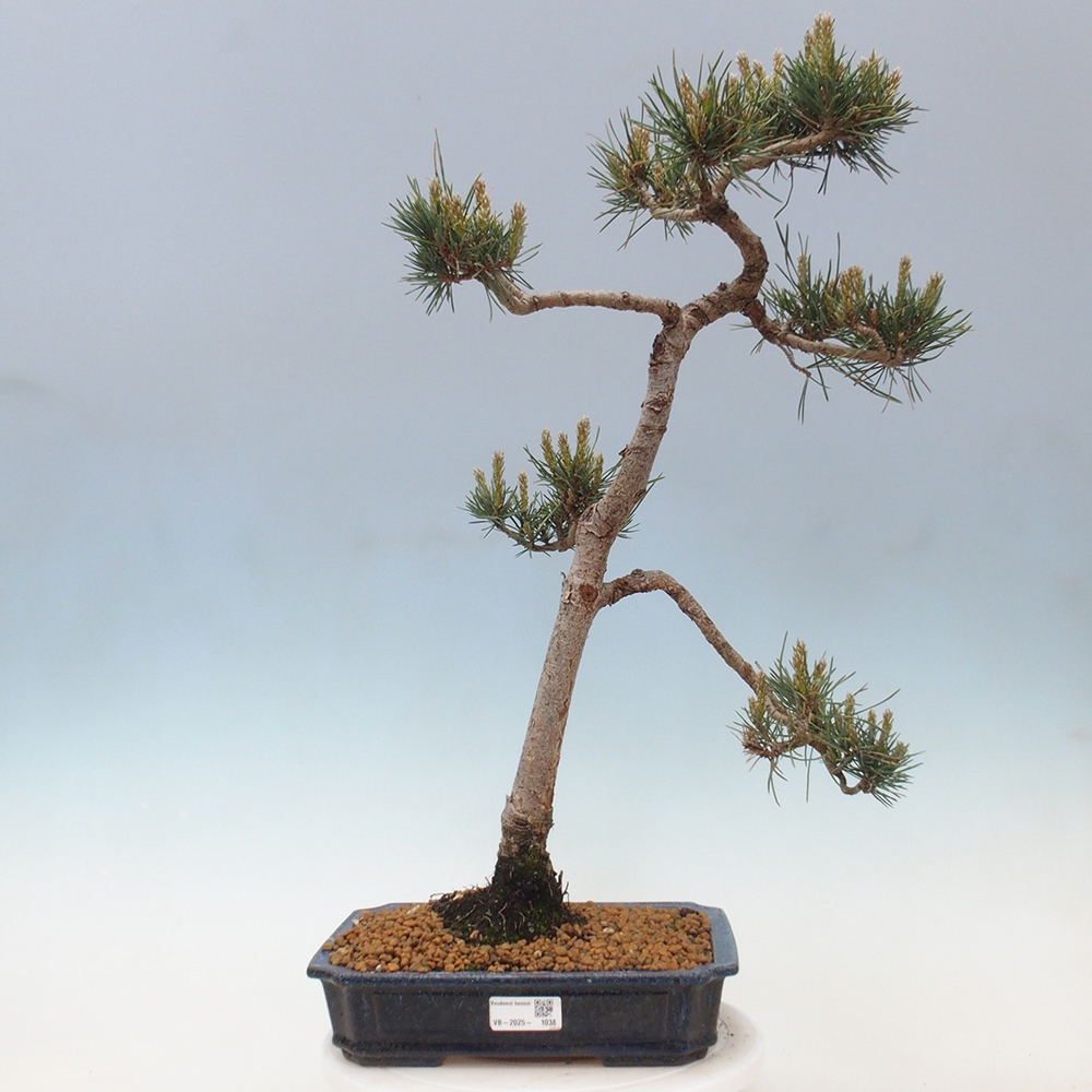 Kültéri bonsai - Pinus Sylvestris Watererri - erdeifenyő