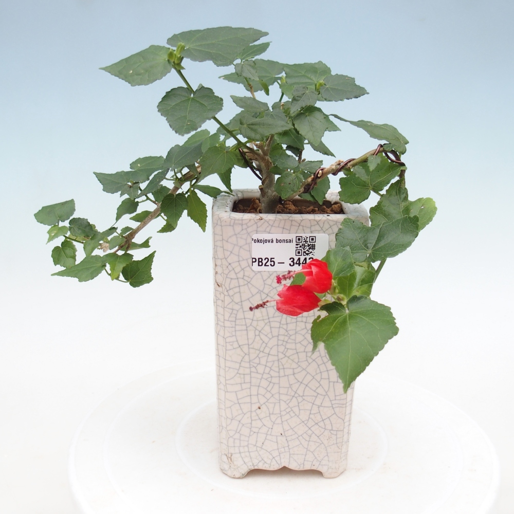 Beltéri bonsai - Malvaviscus arboreus