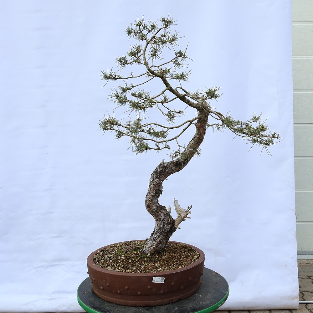Pinus sylvestris Spanyolország – erdei fenyő