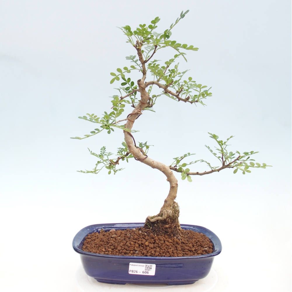 Szobai bonsai - Zantoxylum piperitum - borsfa