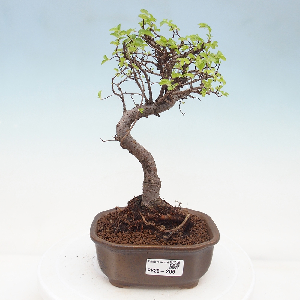 Szobai bonsai - Ulmus parvifolia - Kislevelű szilfa