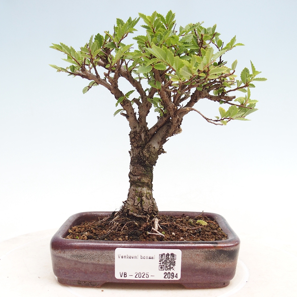 Kültéri bonsai - Zelkova - Zelkova NIRE