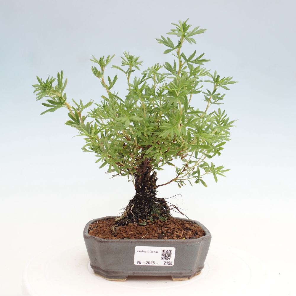 Kültéri bonsai - Potentila fruticosa sárga Bird