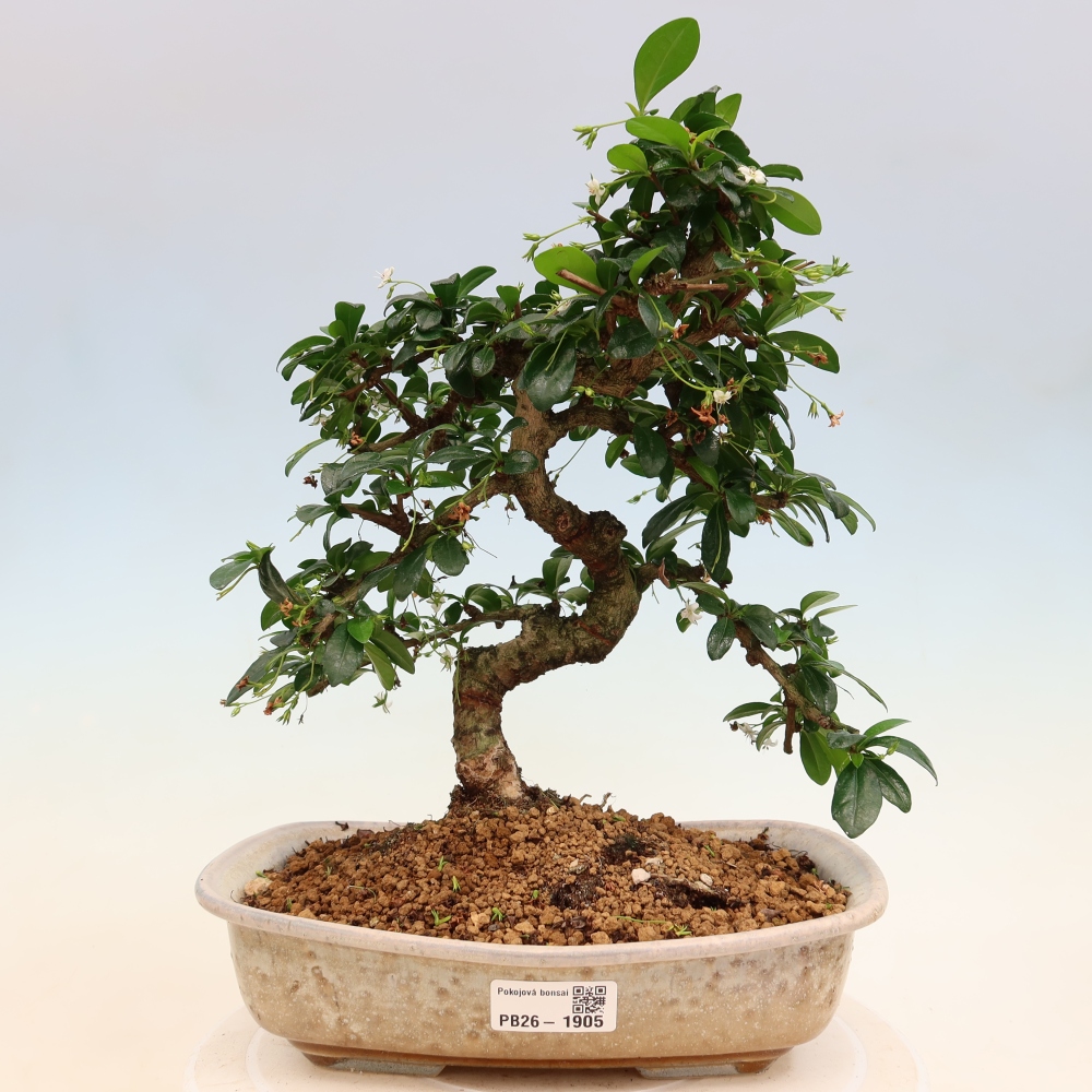 Szobai bonsai - Carmona macrophylla - Tea fuki
