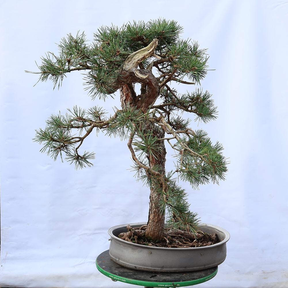 Pinus sylvestris Spanyolország – erdei fenyő