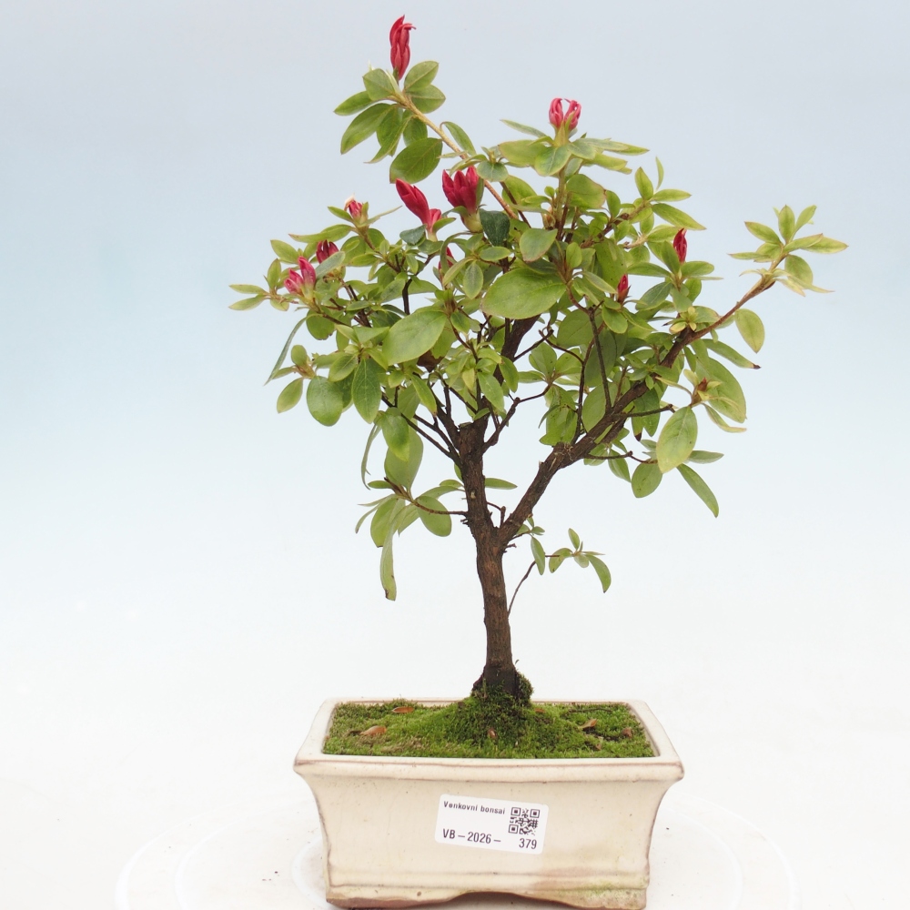 Kültéri bonsai - japán azálea - Azalea sp.