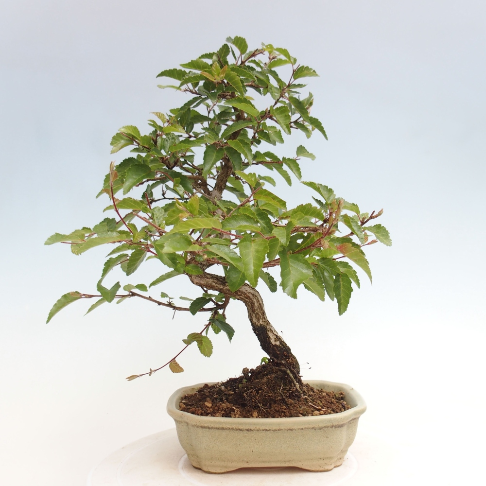 Kültéri bonsai -Carpinus CARPINOIDES - Koreai gyertyánfa