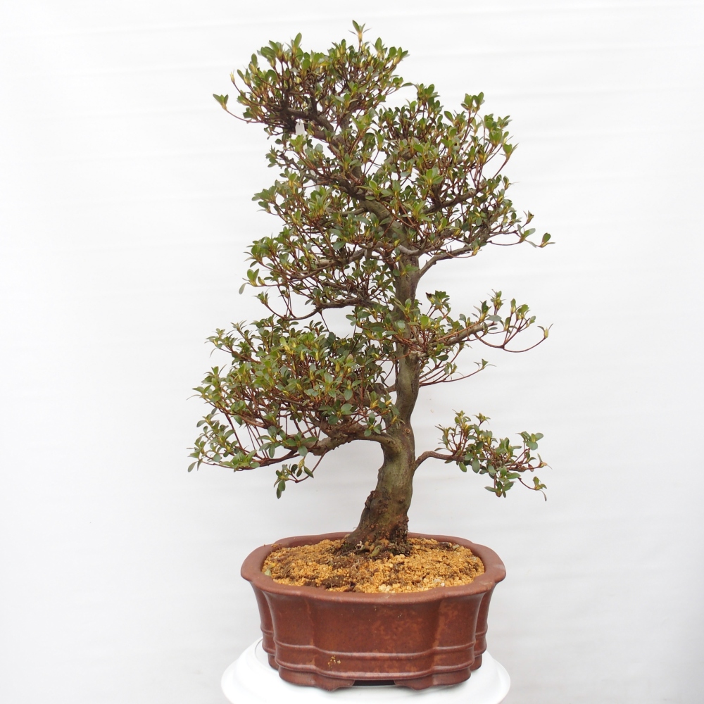 Kültéri bonsai - Japán azálea - Azalea Sansei
