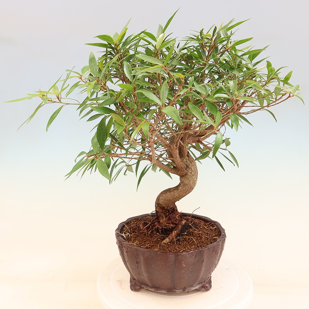 Szobai bonsai - Ficus nerifolia - kislevelű fikusz