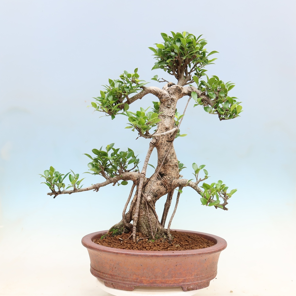 Szobai bonsai - Ficus kimmen - kislevelű fikusz
