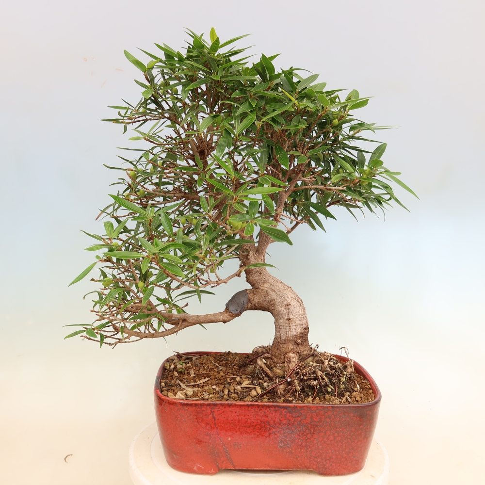 Szobai bonsai - Ficus nerifolia - kislevelű fikusz