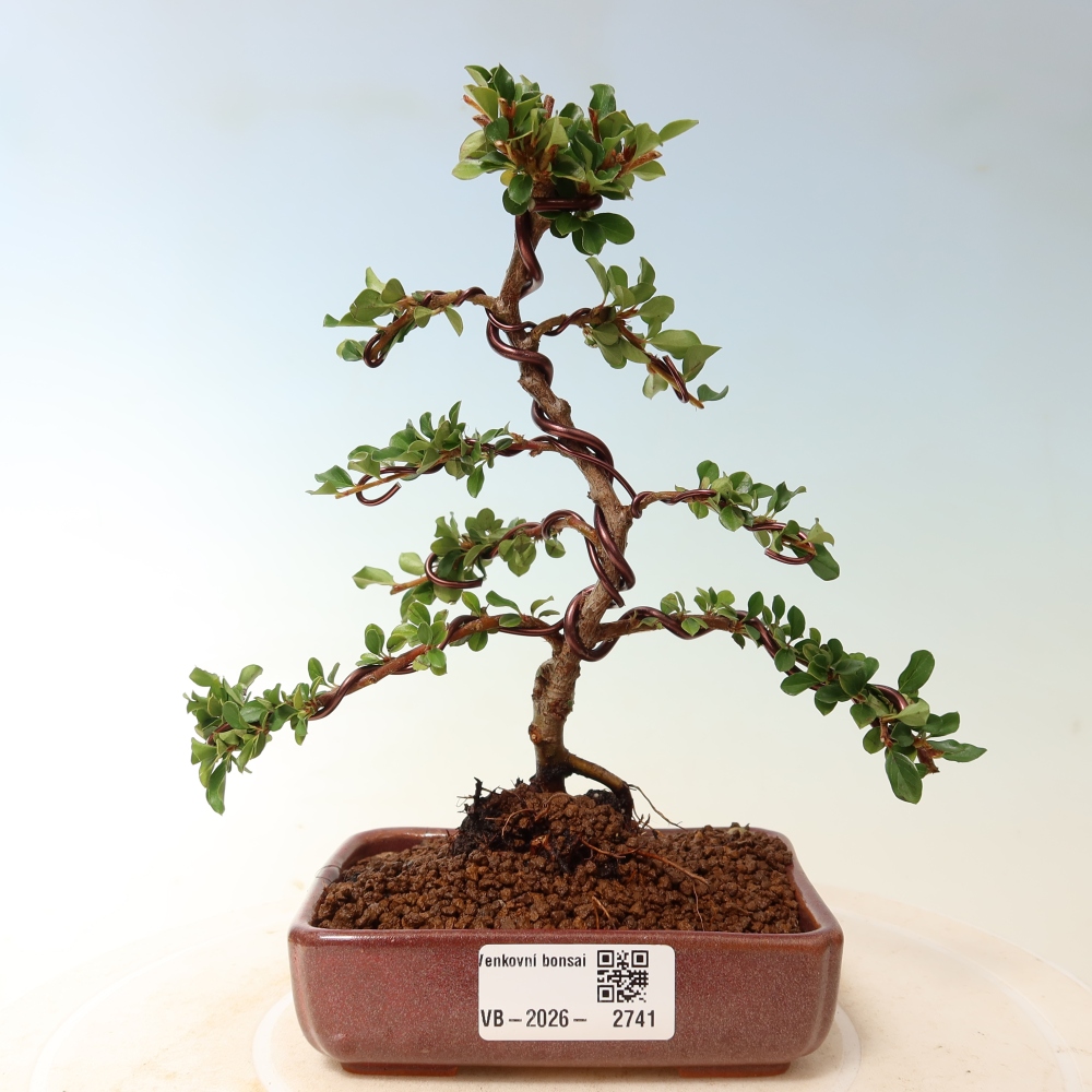 Kültéri bonsai - Cotoneaster horizontalis - Rocky Mountain