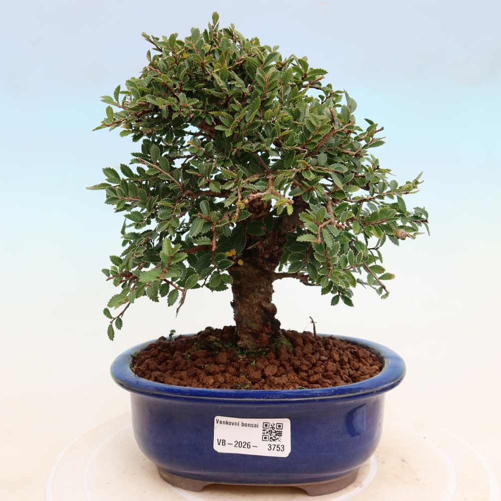 Kültéri bonsai - Zelkova - Zelkova NIRE