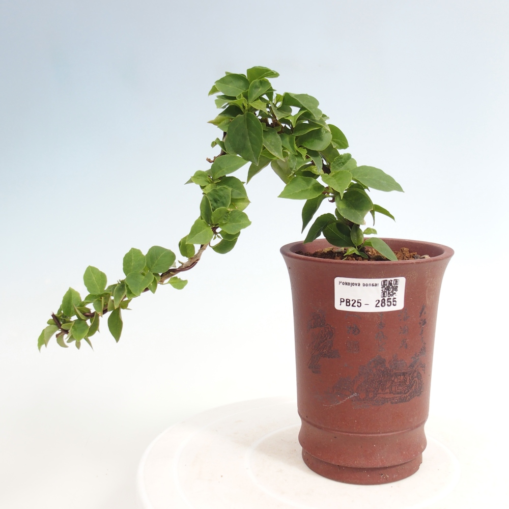 Szoba bonsai - Bouganwilea