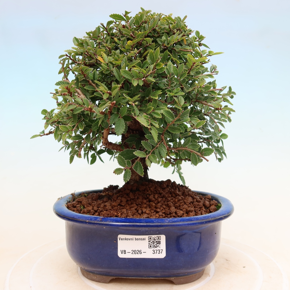 Kültéri bonsai - Zelkova - Zelkova NIRE