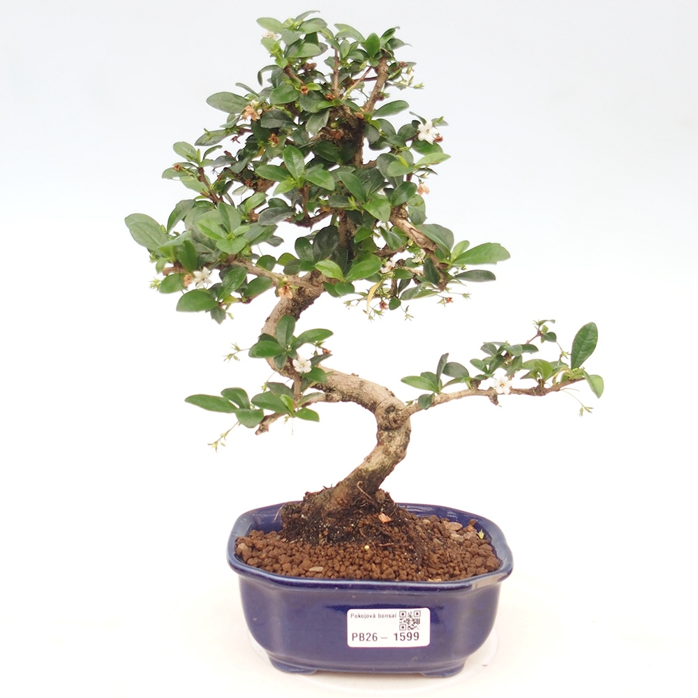 Szobai bonsai - Carmona macrophylla - Tea fuki