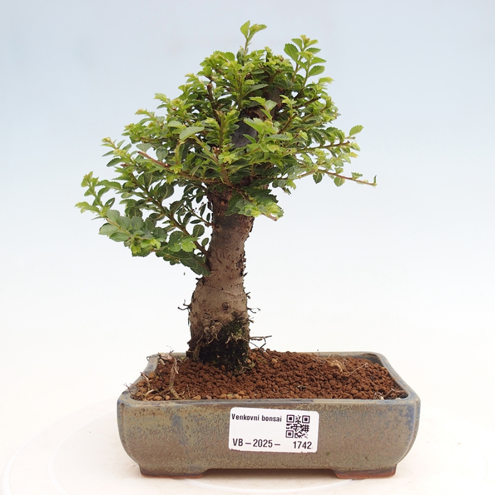 Kültéri bonsai - Ulmus parvifolia Hokkaido - Kínai szil - Ulmus parvifolia Hokkaido